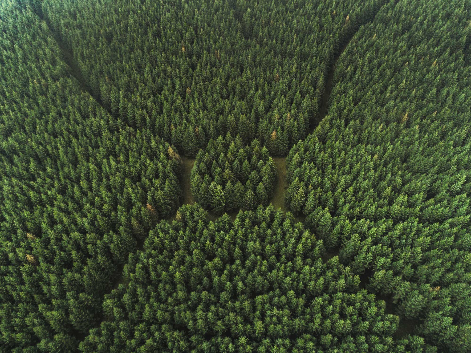 A forest seen from above.