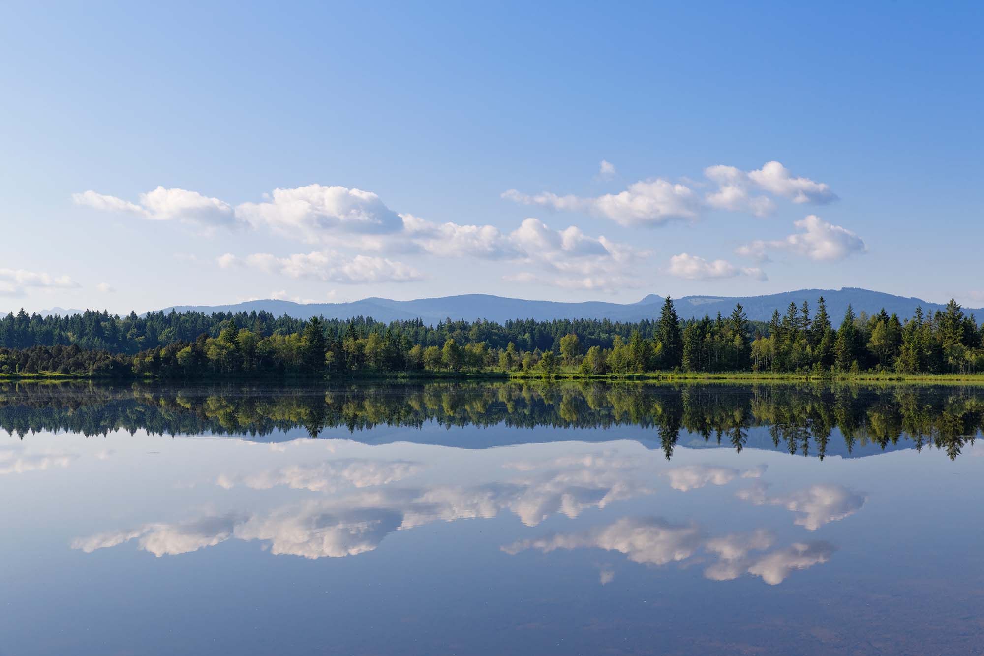En spegelblank sjö framför en skog